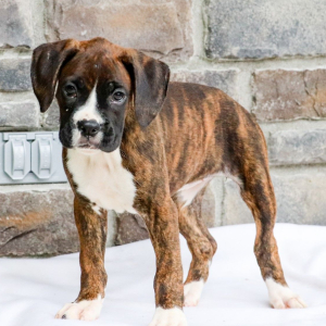 Boxer Puppy Amber