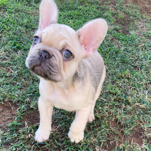 French Bulldog Puppy Bert