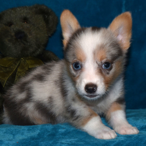 Pembroke Welsh Corgi Puppy Pete