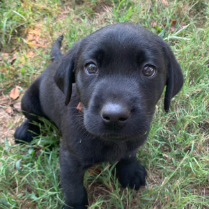 Labrador Retriever Puppy Atom