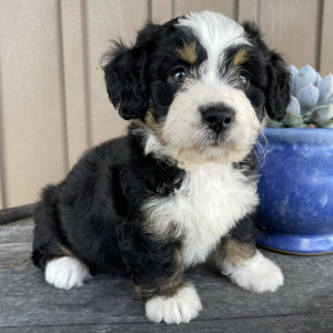 Bernedoodle Puppy Lillie