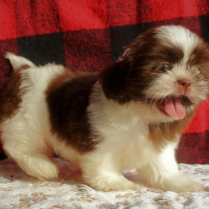 Shih Tzu Puppy Ian