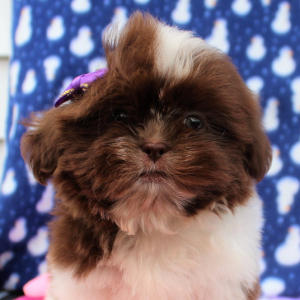 Shih Tzu Puppy Joy