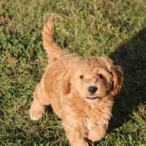 Goldendoodle Puppy Bo