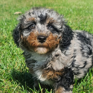 Poodle Puppy Monte
