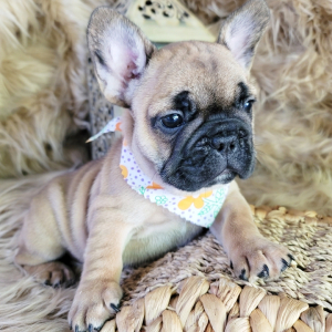French Bulldog Puppy Ember