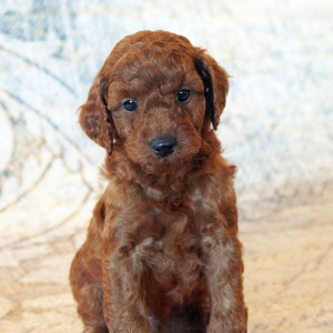 Goldendoodle Puppy Simba