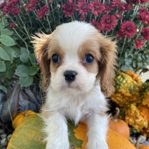 Cavalier King Charles Spaniel Puppy Kaleb