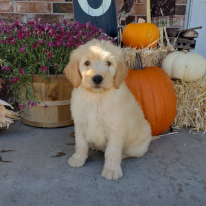 Goldendoodle Puppy Clyde