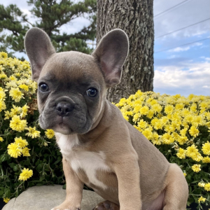 French Bulldog Puppy Buzz