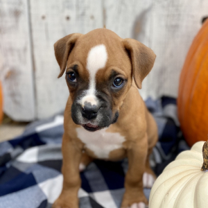 Boxer Puppy Pumpkin