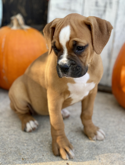 boxer dog pumpkin