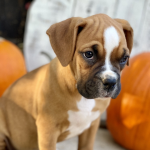 Boxer Puppy Pumpkin