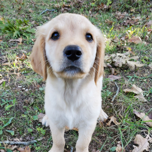 Golden Retriever Puppy Anna