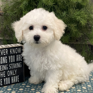 Bichon Frise Puppy Saturn