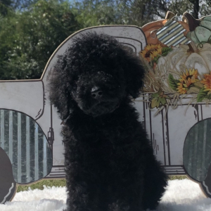 Poodle Puppy Grizzly