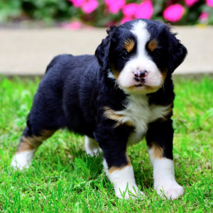 Bernedoodle Puppy River