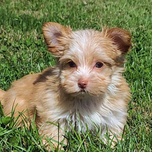 Yorkshire Terrier Puppy Reed