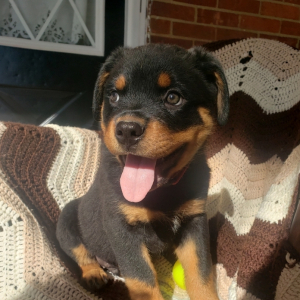 Rottweiler Puppy Cody