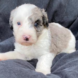 Sheepadoodle Puppy Macy