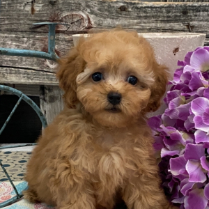 Poodle Puppy Crimson