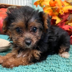Yorkiepoo Puppy Libby