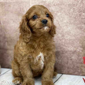 Cavapoo Puppy Bree