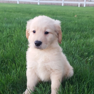 Golden Retriever Puppy Dolly