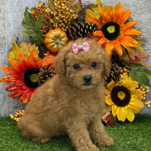 Poodle Puppy June