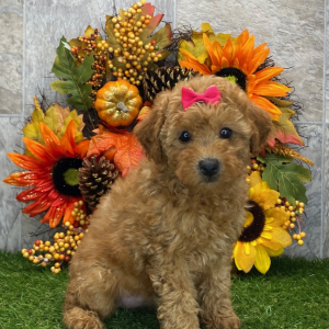 Poodle Puppy Julie