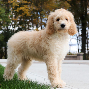 Goldendoodle Puppy Andre