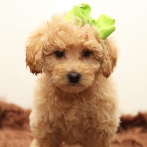 Goldendoodle Puppy Charli