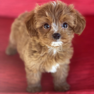 Cavapoo Puppy Paws
