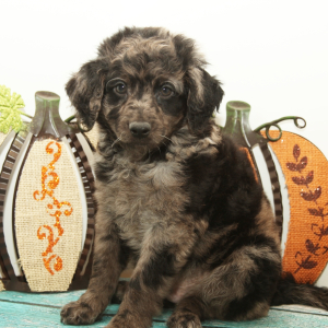 Goldendoodle Puppy Danger