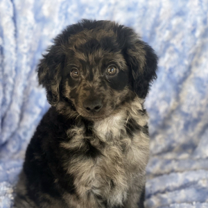 Goldendoodle Puppy Danger