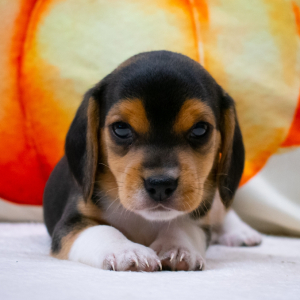 Beagle Puppy Charlie