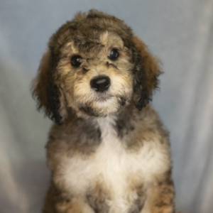 Goldendoodle Puppy Sue