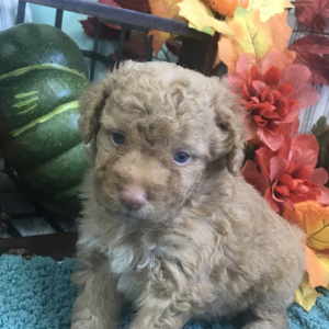 Aussiedoodle Puppy Angel