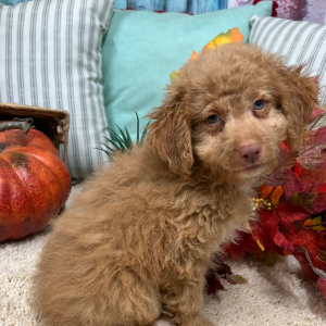 Aussiedoodle Puppy Angel