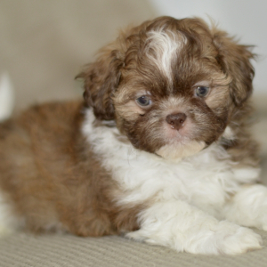 Shih Tzu Puppy Rex