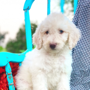 Poodle Puppy Arlo
