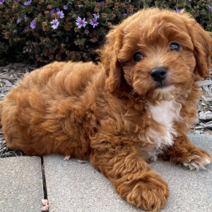 Cavapoo Puppy Avani