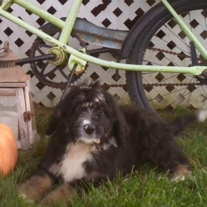 Bernedoodle Puppy Tad