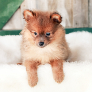 Pomeranian Puppy Heidi