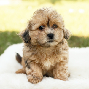 Peekapoo Puppy Nova