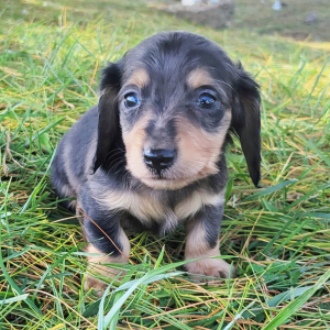 Dachshund Puppy Ruger