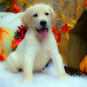 Labrador Retriever Puppy Jared