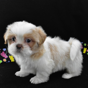 Shih Tzu Puppy Cream Puff