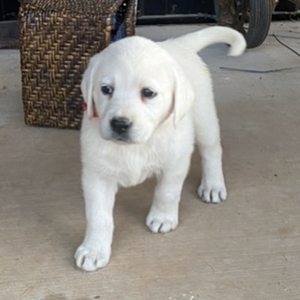 Labrador Retriever Puppy Cissi
