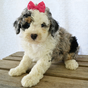 Bernedoodle Puppy Tiffany